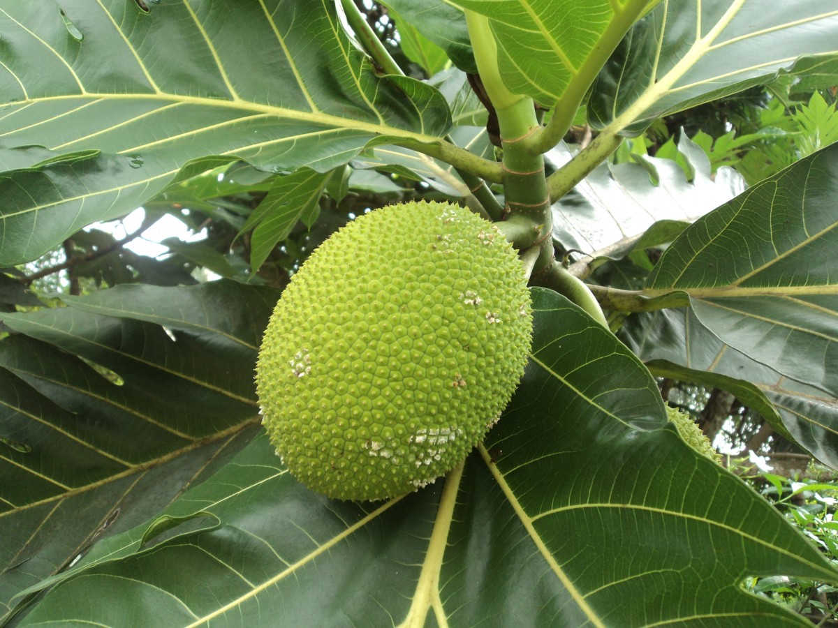 Artocarpus altilis (Parkinson) Fosberg